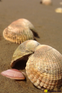 Muscheln Nordsee